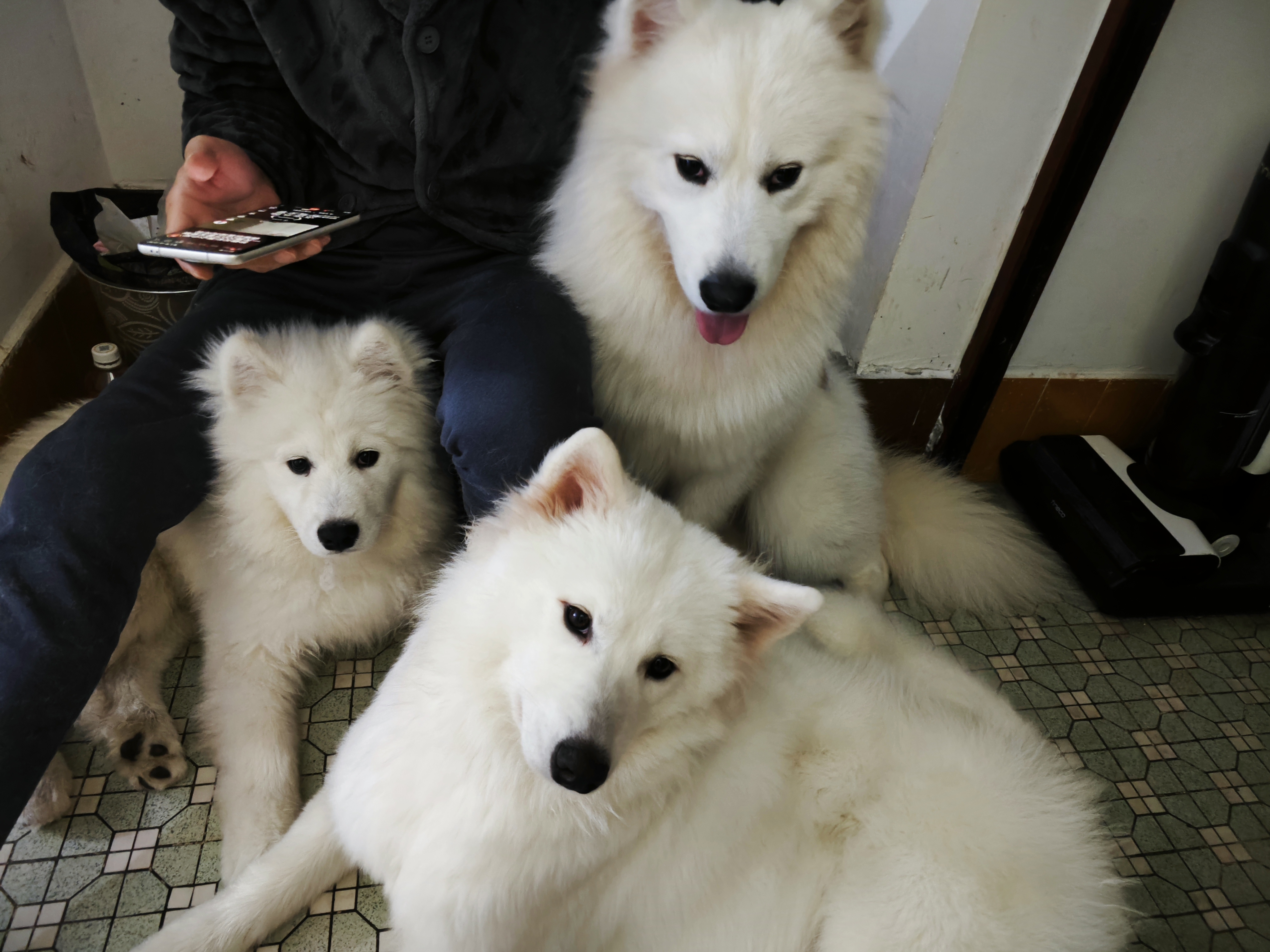 微笑天使萨摩耶